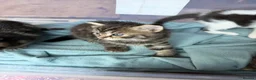 Mixed Breed cats for sale: 4 kittens looking for a new home  - Advert 4