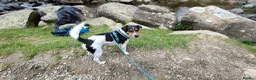 Jack Russell dogs for stud: Chip (the stud) - Advert 3