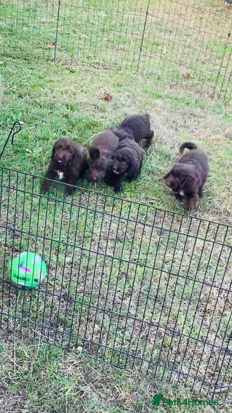 Sproodle dogs Sproodle puppies - Advert 11