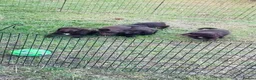Sproodle dogs for sale: Sproodle puppies - Advert 2