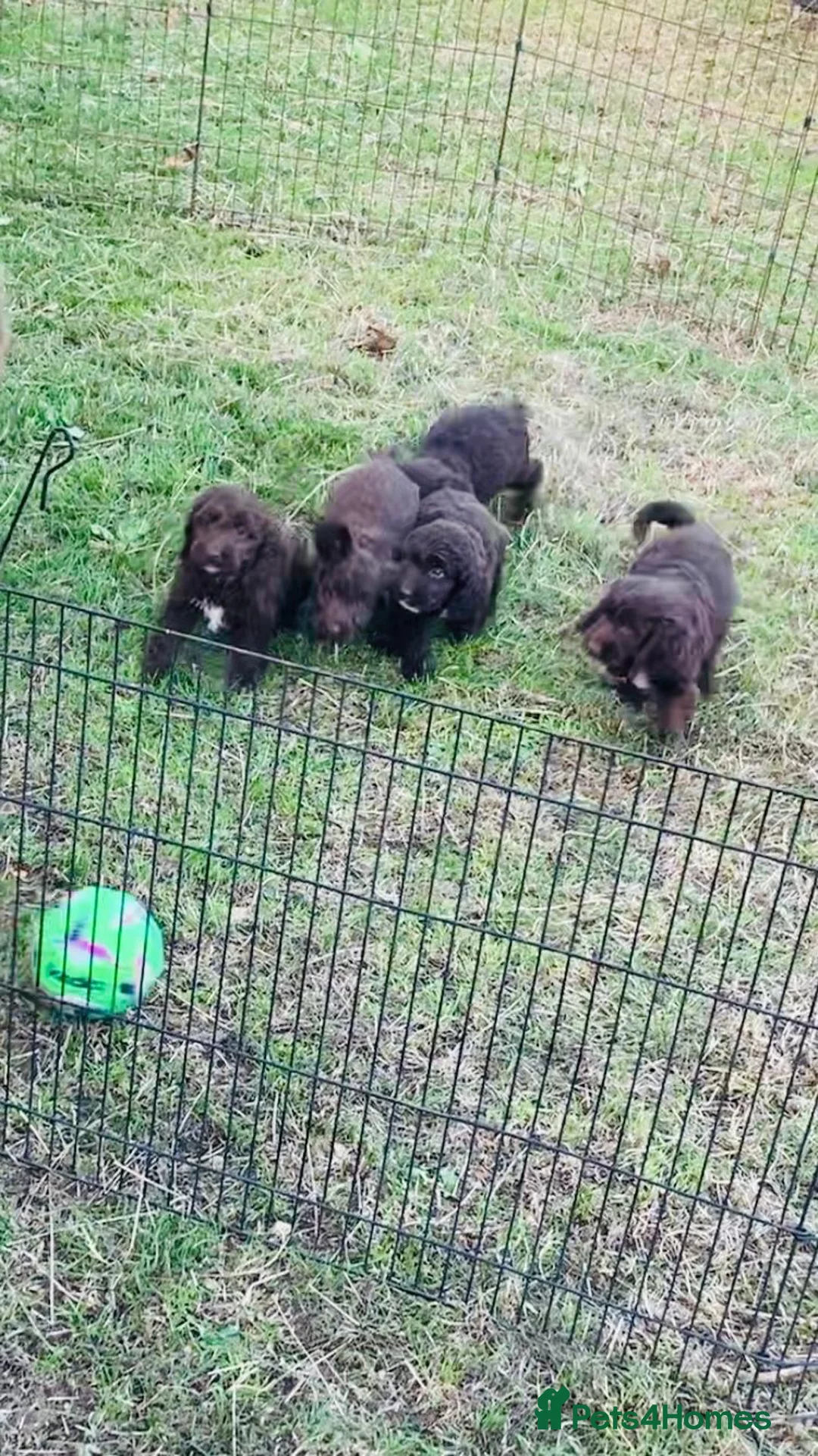 Sproodle dogs for sale: Sproodle puppies - Advert 2