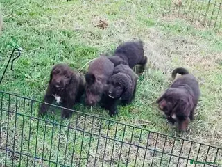 Sproodle dogs Sproodle puppies - Advert 11