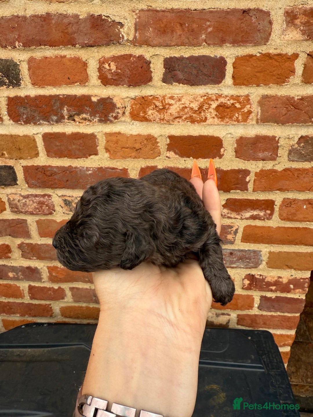 Toy Poodle dogs for sale: Pedigree Toy Poodle puppies, DNA tested parents - Image 7