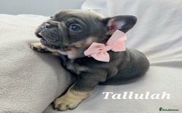 French Bulldog dogs for sale: 💖registered champion bloodline french bulldogs💖 - Image 22