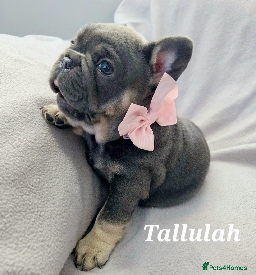 French Bulldog dogs for sale: 💖registered champion bloodline french bulldogs💖 - Image 22