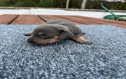 Dachshund dogs for sale: Dachshund puppies for sale  - Image 3