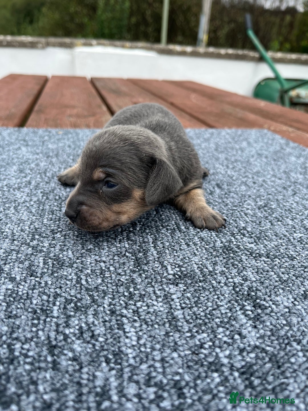 Dachshund dogs for sale: Dachshund puppies for sale  - Image 3