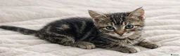 Mixed Breed cats for sale: Kittens  - Advert 3
