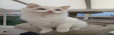 Snow queen 