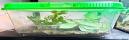 Stick Insects invertebrates for sale: Sungaya & Indian Stick Insects & Full Setup - Advert 6