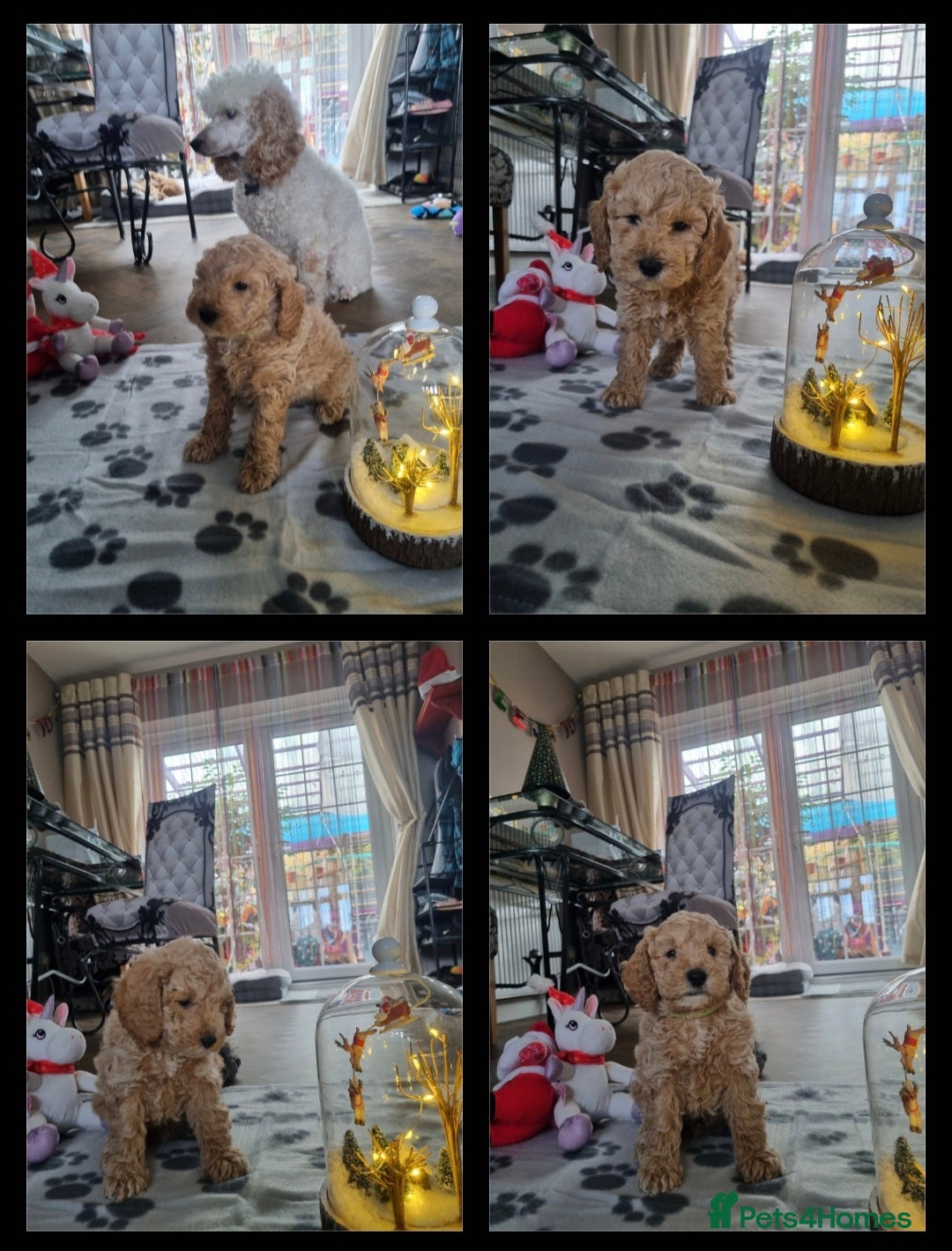 Miniature Poodle dogs for sale: Championline Miniature Poodle exceptional puppy. - Advert 2