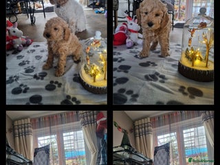 Miniature Poodle dogs Outstanding MiniPoodle exceptional champion lines. - Advert 18