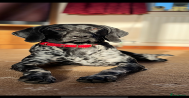 German Shorthaired Pointer dogs - Advert 2