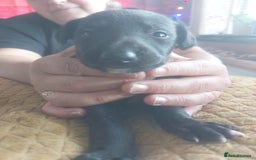 Whippet dogs for sale: Whippet Puppies - Image 14