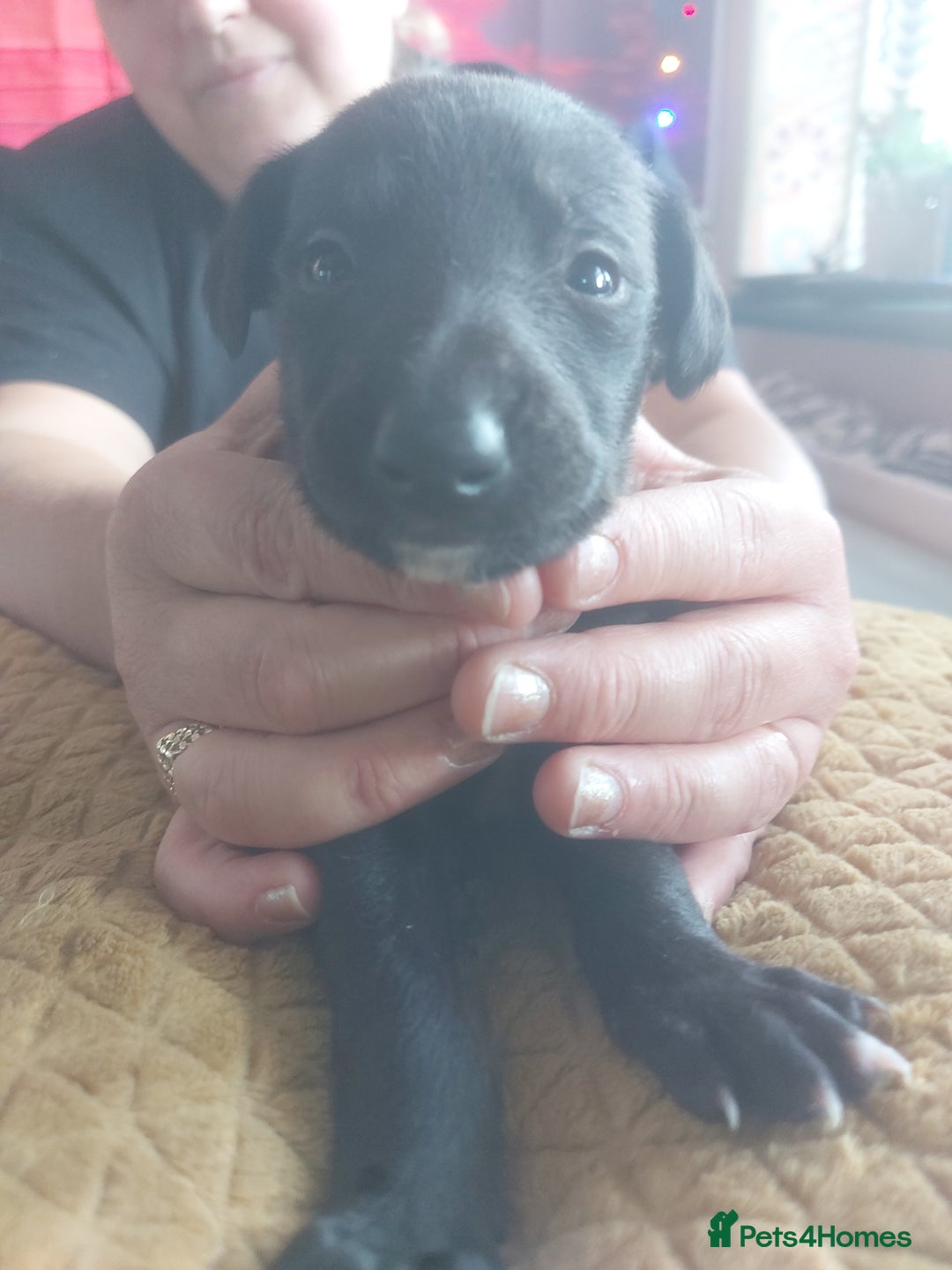 Whippet dogs for sale: Whippet Puppies - Image 14