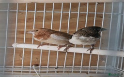 Finches birds for sale: Greenfinch, Bengalese Finches & Zebra Finches - Image 15