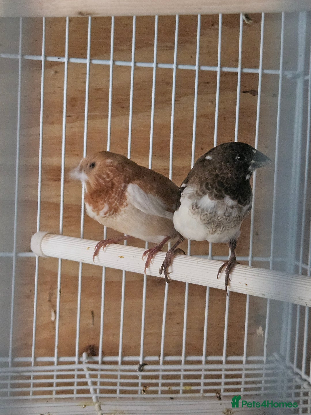 Finches birds for sale: Greenfinch, Bengalese Finches & Zebra Finches - Image 15