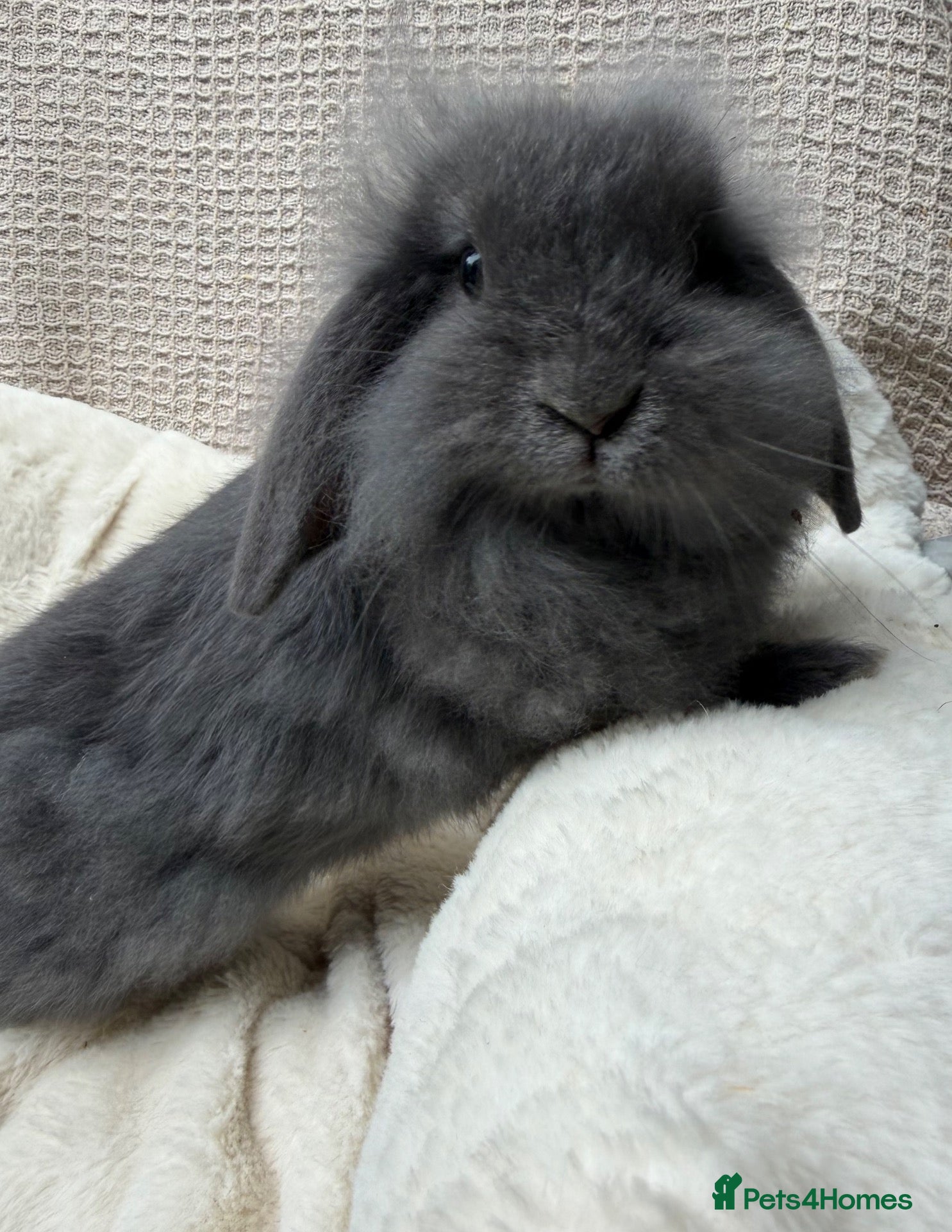 Mini Lop rabbits Mini lops Ready to go!  - Advert 1