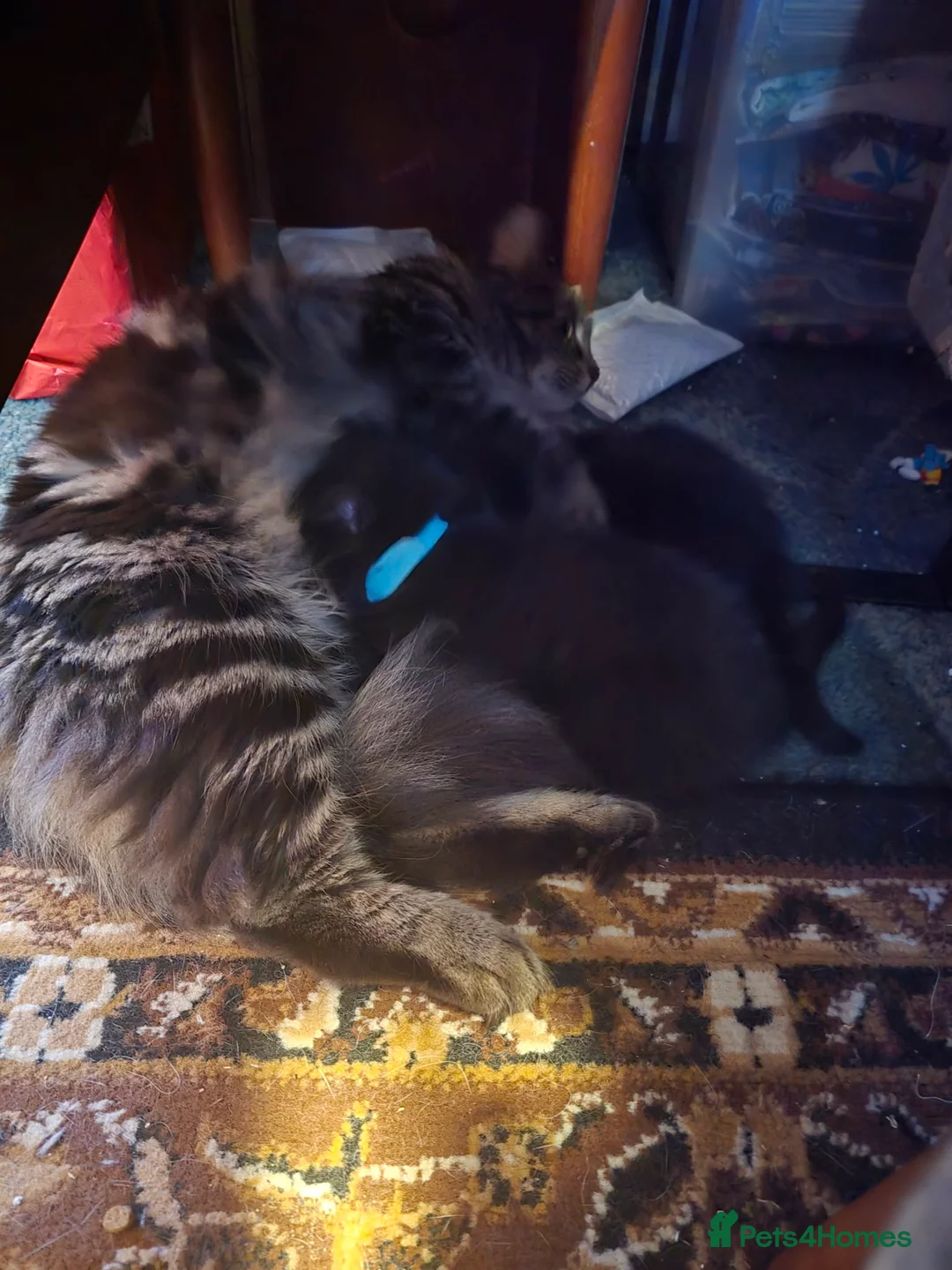 Maine Coon cats for sale: Maine Coon x Kittens - Advert 2