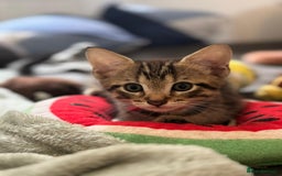 Mixed Breed cats for sale: Kittens ready to go to there forever homes - Image 8