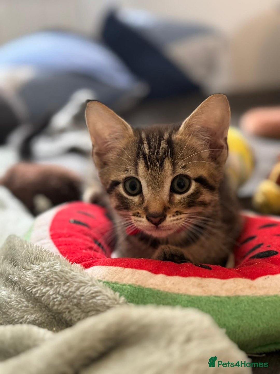 Mixed Breed cats for sale: Kittens ready to go to there forever homes - Image 8