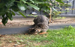 American Shorthair cats for sale: Beautiful Female Kitten/Cat - Advert 8