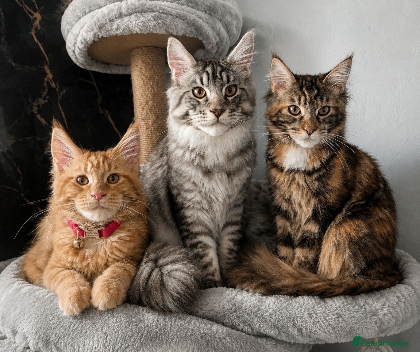 Maine Coon cats Mainecoon - Advert 1