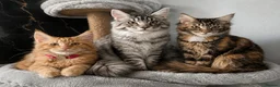 Maine Coon cats for sale: Mainecoon - Advert 1
