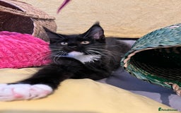 Maine Coon cats for sale: GCCF active / domestic Maine Coon  - Image 11
