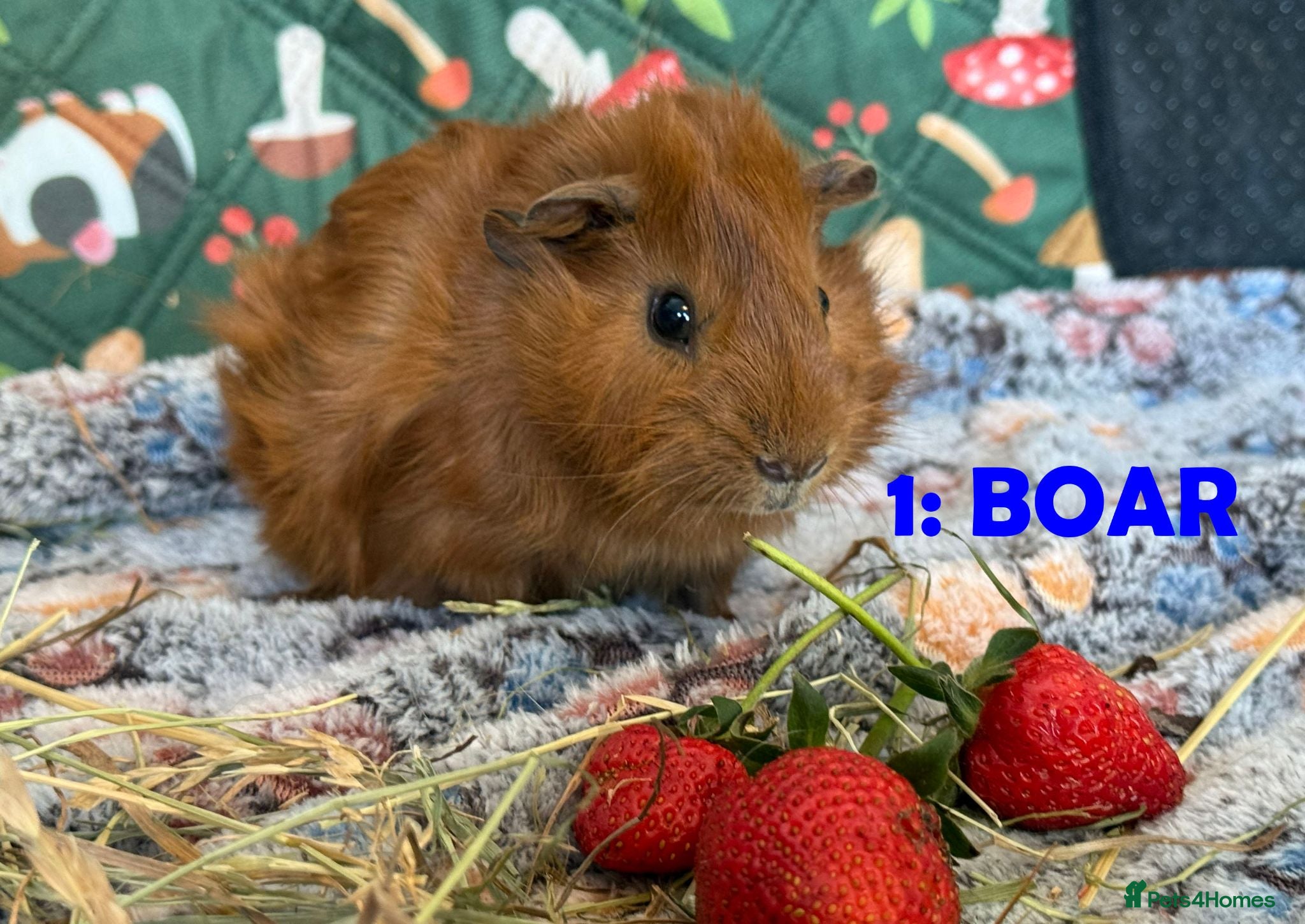 Guinea Pig rodents Various Guinea Pigs - Ready Now - Advert 1