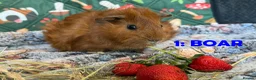 Guinea Pig rodents for sale: Various Guinea Pigs - Ready Now - Advert 1