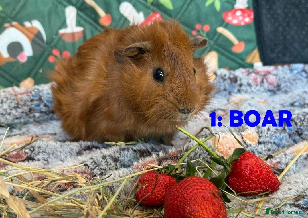Guinea Pig rodents for sale: Various Guinea Pigs - Ready Now - Advert 1