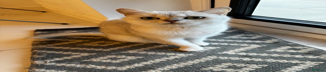 Scottish Fold Kitten 1
