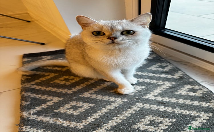 Scottish Fold cats - Advert 1