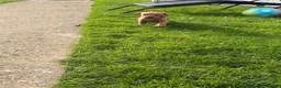 Mixed Breed dogs for sale: Beautiful Cockzler Boy  - Advert 6