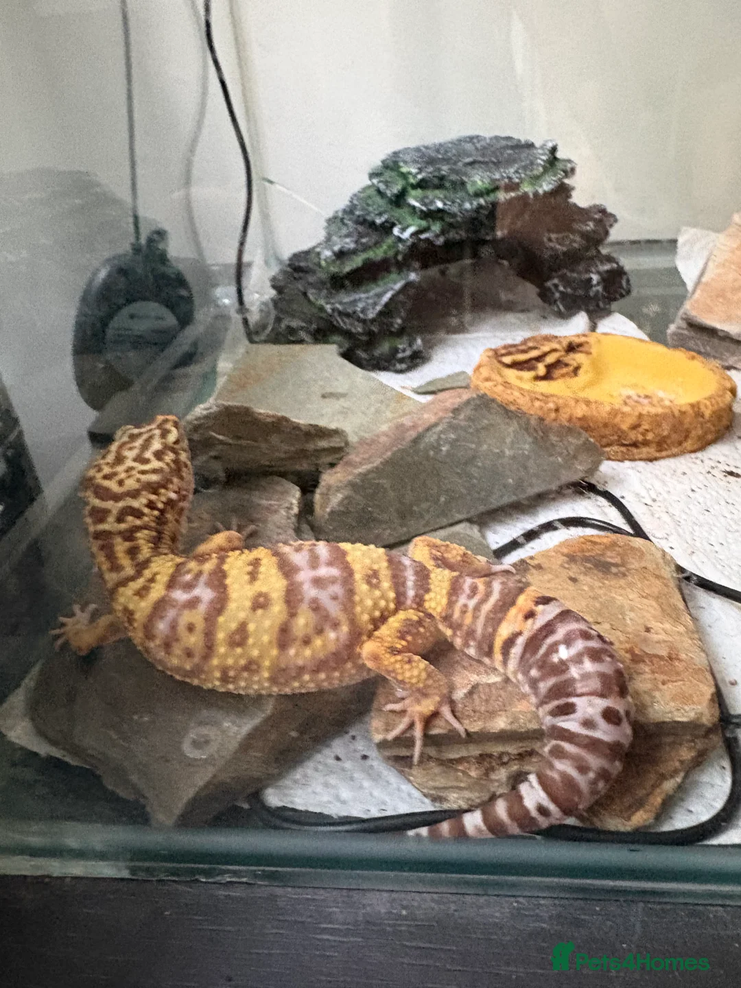 Leopard Gecko reptiles for sale: Albino leopard gecko with Vivarium  - Advert 1
