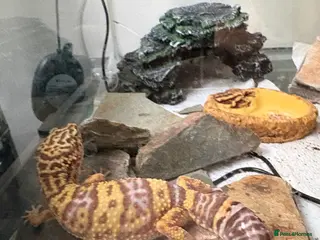 Leopard Gecko reptiles Albino leopard gecko with Vivarium - Advert 3