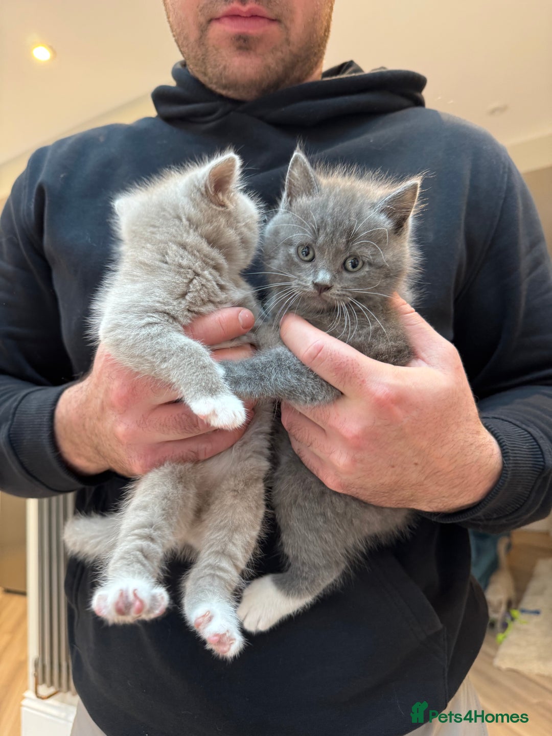 British Shorthair cats for sale: British shorthair kittens for sale  - Advert 5