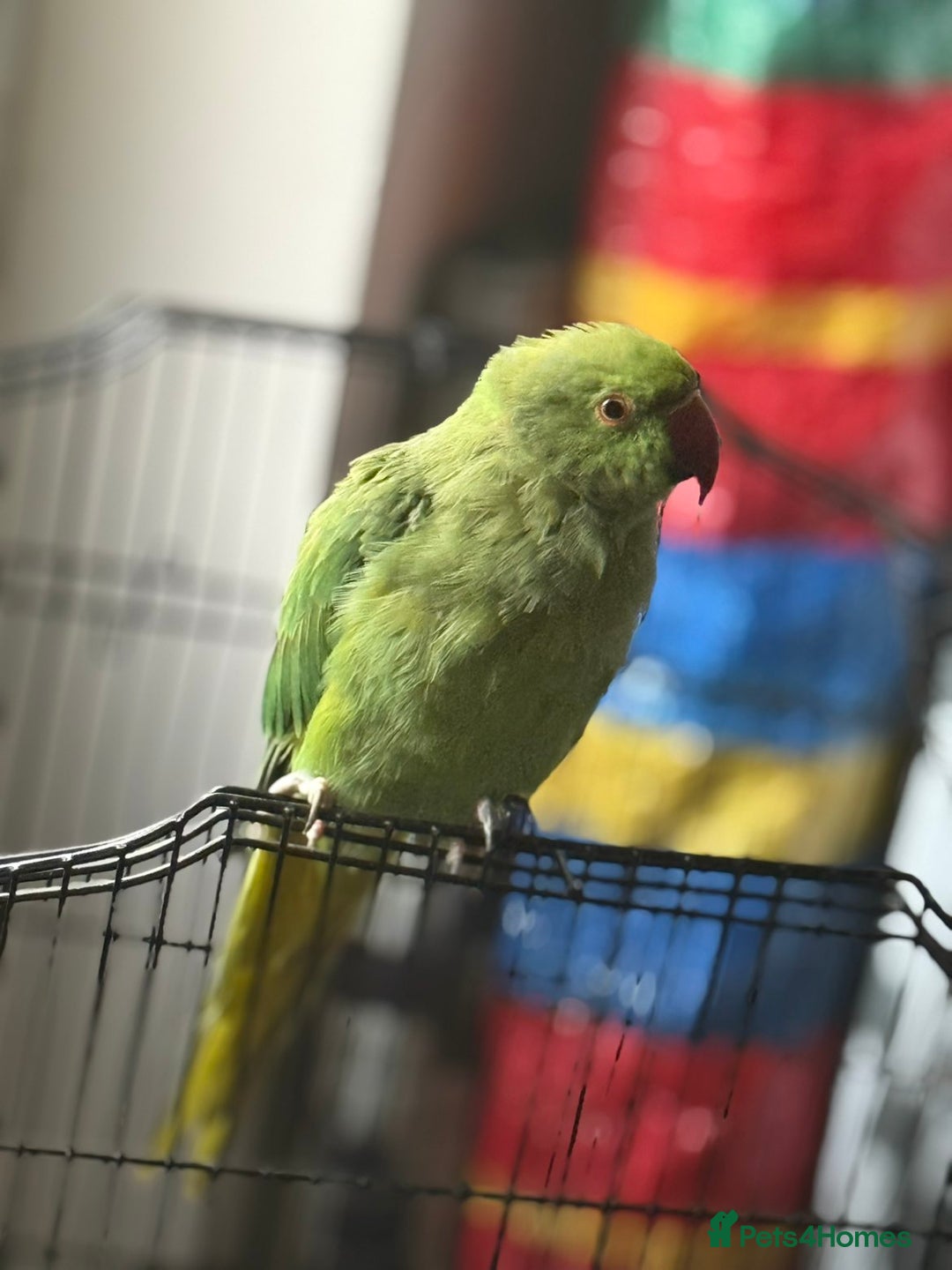 Ringnecks birds for sale: Ringneck - Image 2