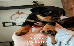 Rottweiler dogs for sale: Rottweiler puppies - Image 2