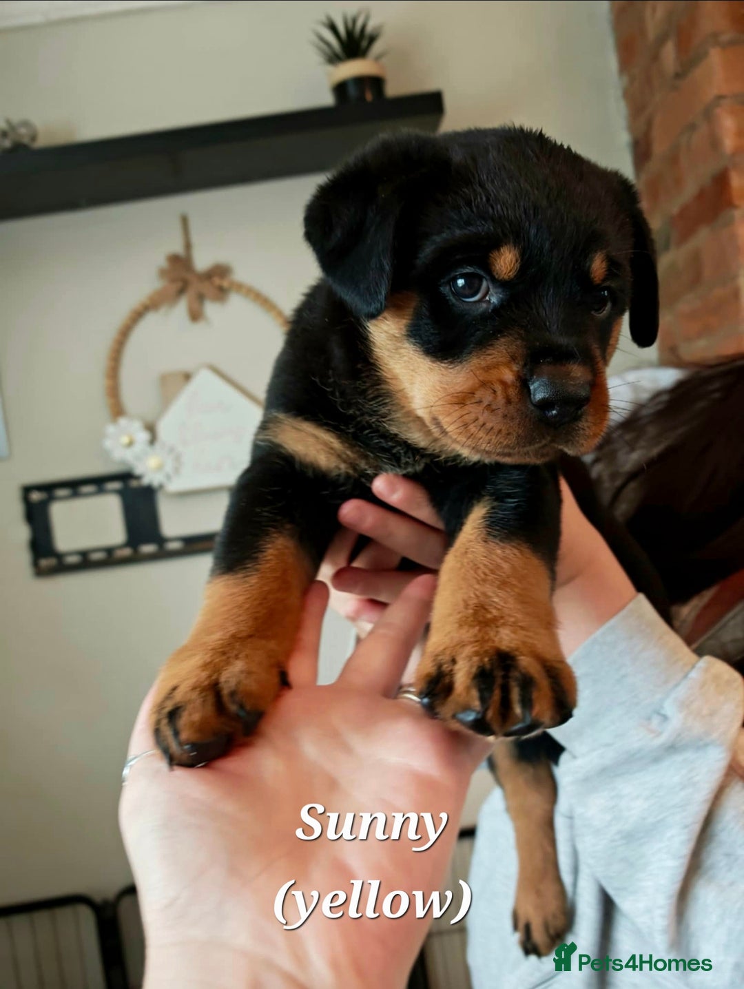 Rottweiler dogs for sale: Rottweiler puppies - Image 2