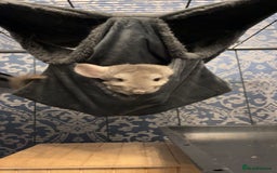 Chinchilla rodents for sale: 2 gorgeous chinchilla sisters for re homing ! - Image 7