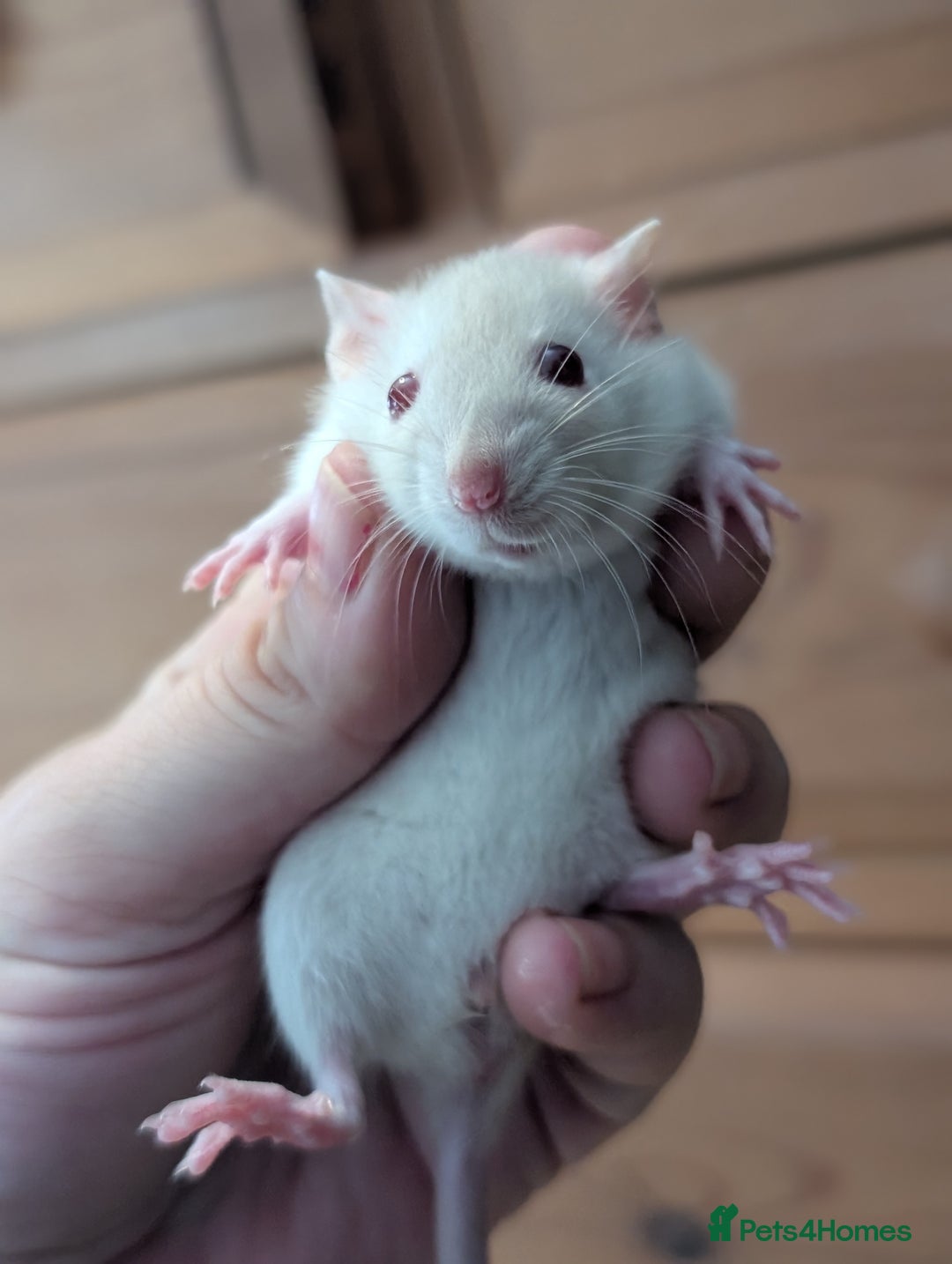 Rat rodents for sale: Dwarf & standard rats  - Image 7