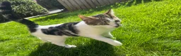 Mixed Breed cats for sale: Two Female Bonded 10 Month Old Kittens  - Advert 2