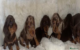Miniature Dachshund dogs for sale: Miniature dachshund puppies - Image 5
