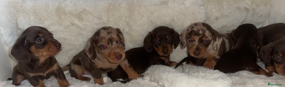 Miniature Dachshund dogs for sale: Miniature dachshund puppies - Image 5