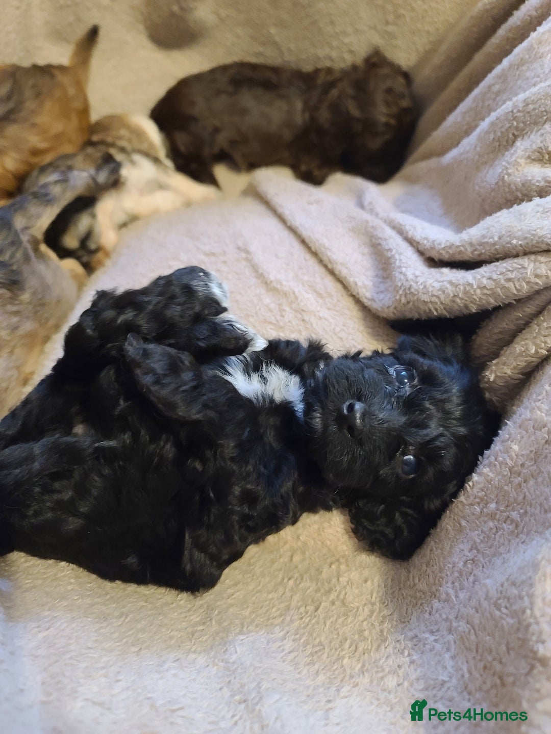 Cockapoo dogs for sale: Super Socialised F1 Cockapoo Puppies. DNA TESTED.  - Image 12