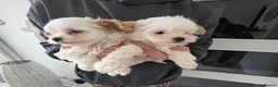 Maltipoo dogs for sale:  Ready 6.3.26 Tiny korean maltipoo females in Berwick-upon-Tweed - Advert 3