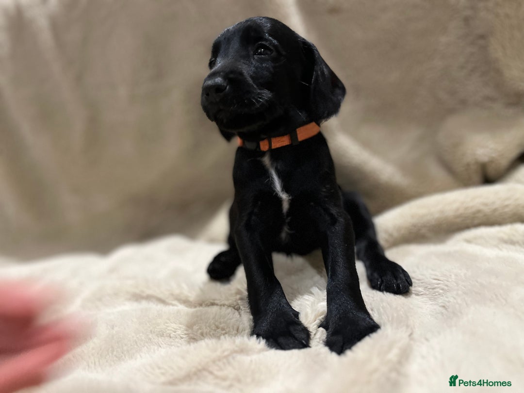 Mixed Breed dogs for sale: Springer Schnoodle puppies  - Advert 7