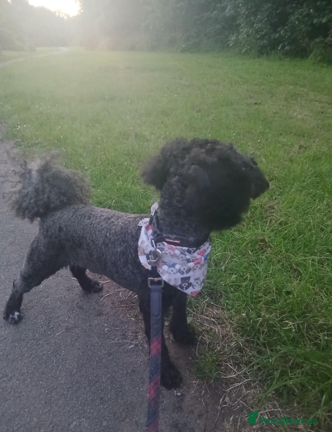 Miniature Poodle dogs Miniature poodle  - Advert 14
